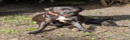Staffordshire Bull Terrier dogs for sale: Staffy cross pups due in a week - Advert 1