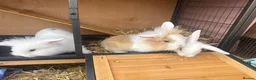 Mixed Breed rabbits for sale: Lion lop babies for sale  - Advert 5