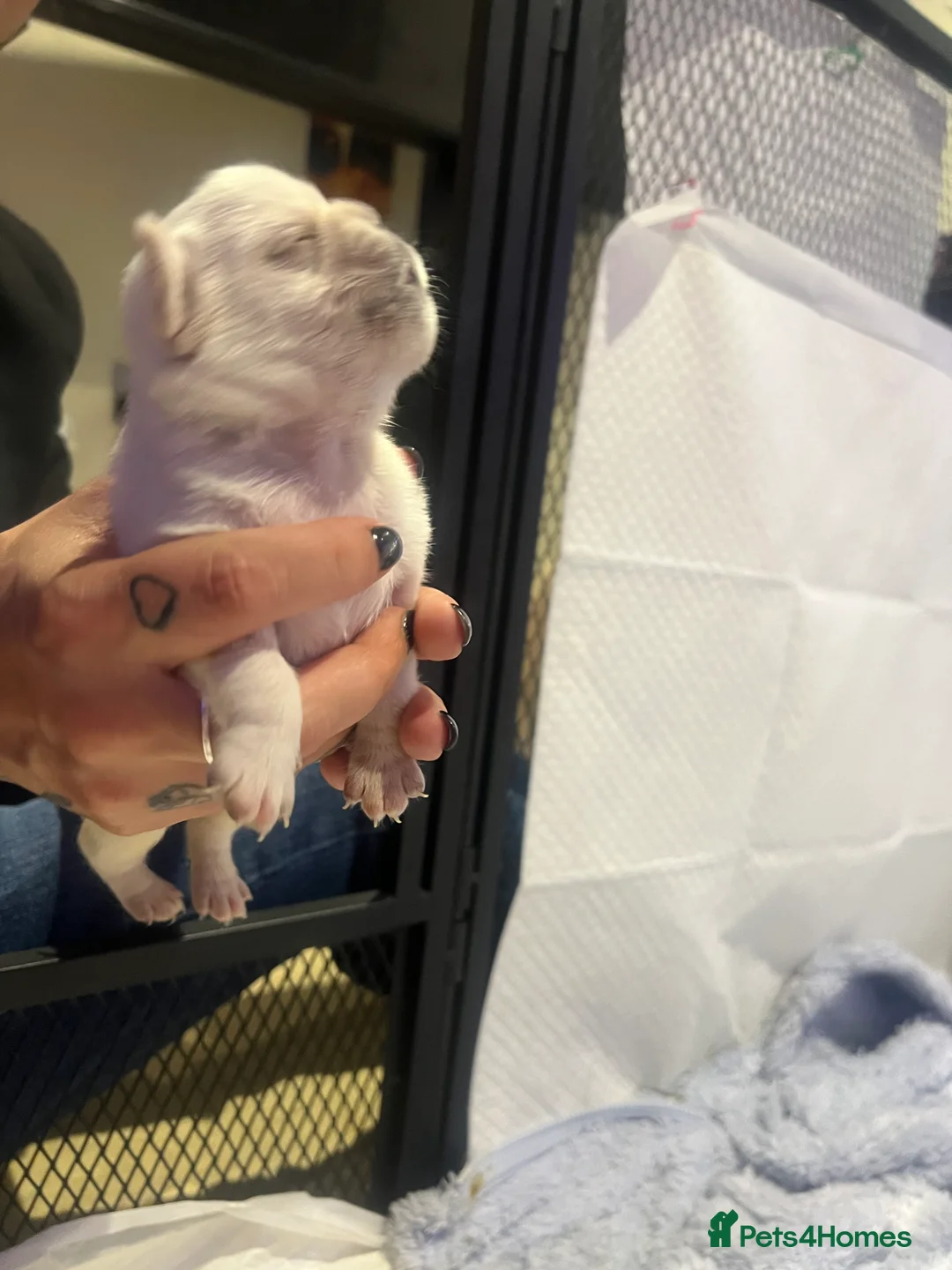 Pug dogs for sale: Beautiful white pug puppies - Advert 2
