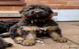 German Shepherd dogs for sale: German Shepard Long haired puppies - Image 7