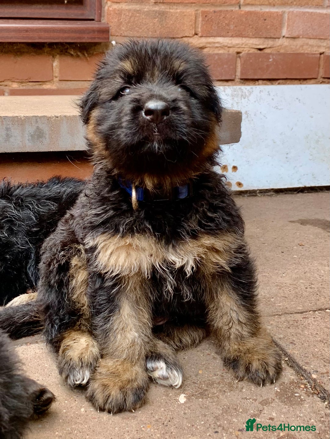 German Shepherd dogs for sale: German Shepard Long haired puppies - Image 7