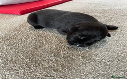 Mixed Breed dogs for sale: Belgium shepherd cross Rottweiler Labrador  - Image 9