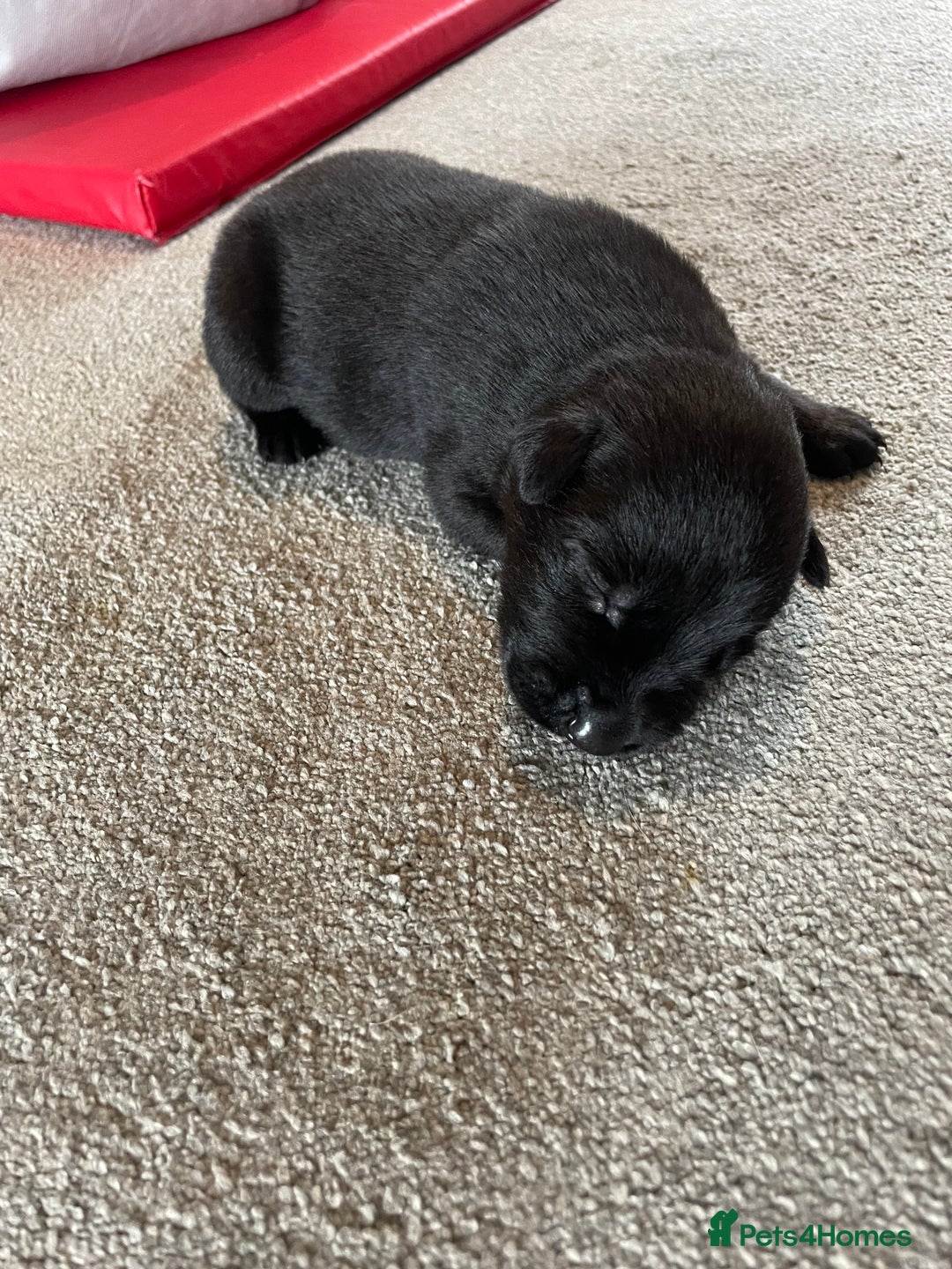 Mixed Breed dogs for sale: Belgium shepherd cross Rottweiler Labrador  - Image 9