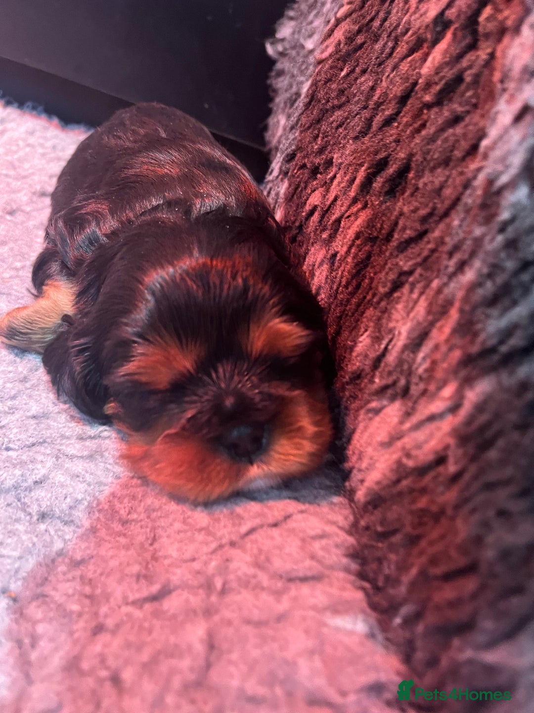 Cavalier King Charles Spaniel dogs for sale: Extensively health tested KC reg cavalier boys - Advert 11