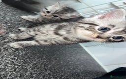 British Shorthair cats for sale: 4 beautiful tabby british shorthair kittens - Advert 12