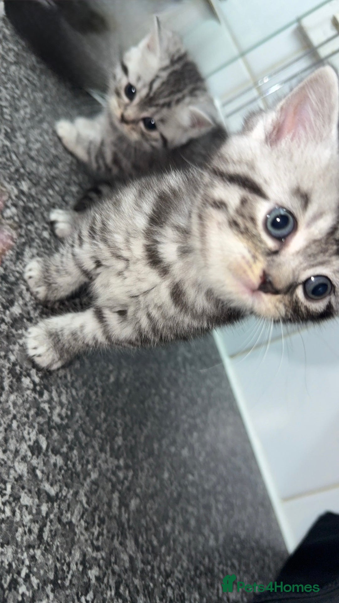 British Shorthair cats for sale: 4 beautiful tabby british shorthair kittens - Advert 12