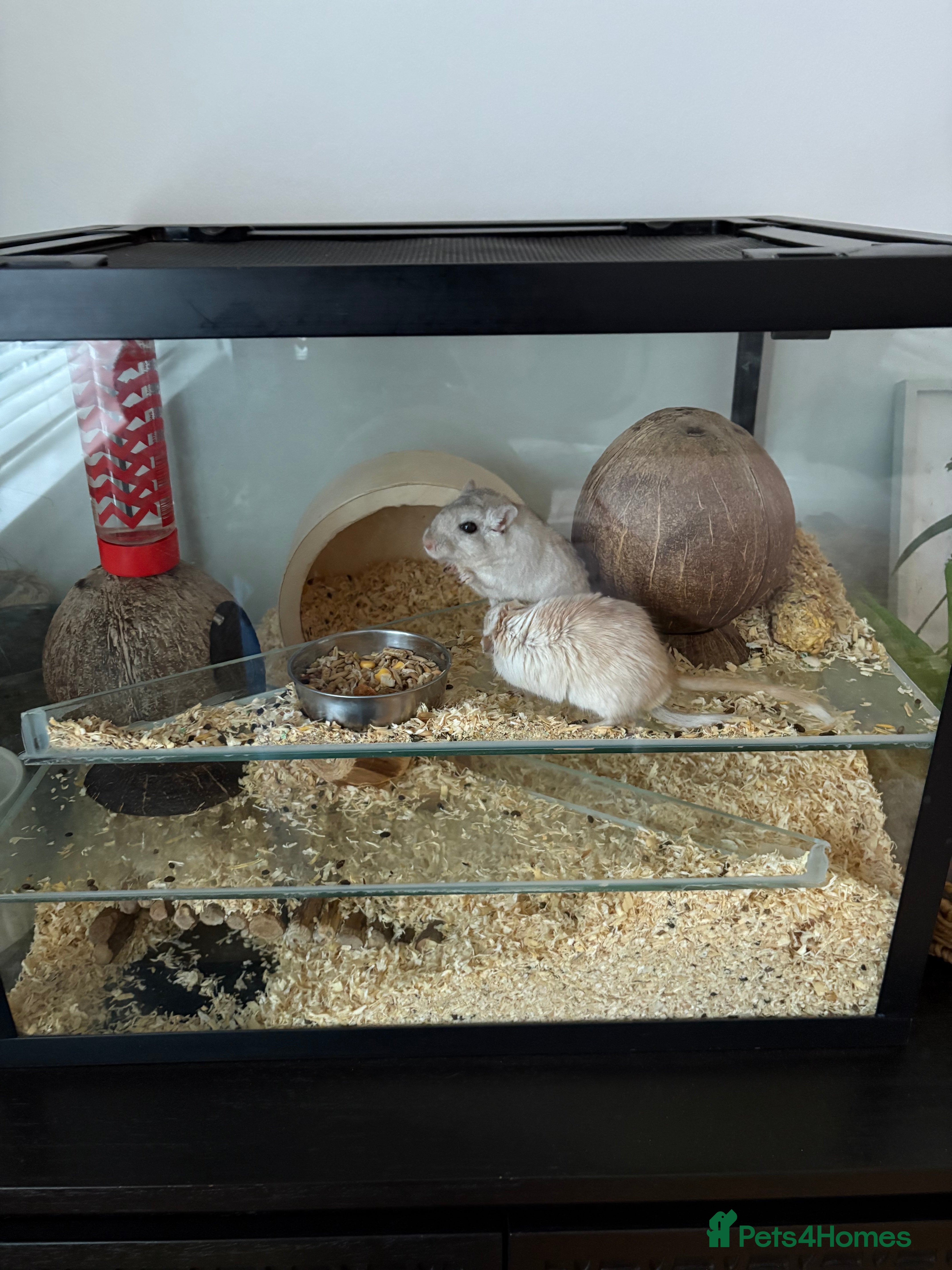 Gerbil rodents 2 gerbils including setup  - Advert 2