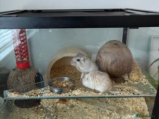 Gerbil rodents 2 gerbils including setup - Advert 2