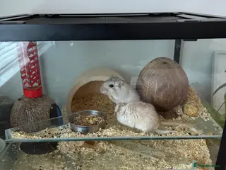 Gerbil rodents 2 gerbils including setup - Advert 2