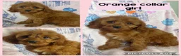 Cavapoo dogs for sale: Health clear Toy Cavapoos ready now - Advert 6