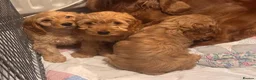 Cockapoo dogs for sale: QUALITY RUBY COCKAPOO PUPPIES - Advert 10