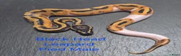 Python Snake reptiles for sale: Various Ball Python Hatchlings - Advert 2