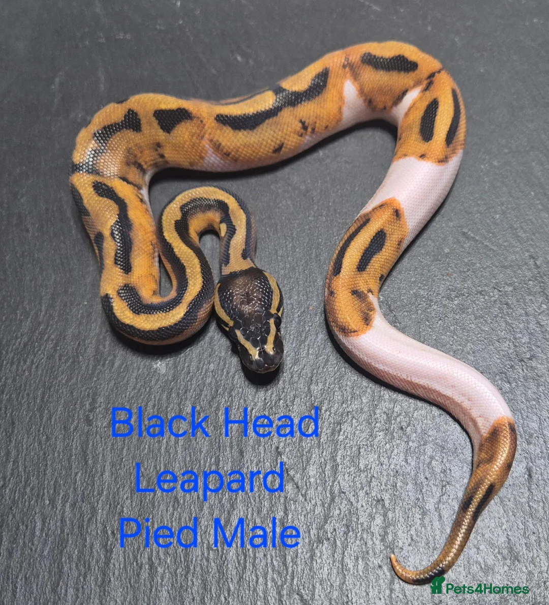 Python Snake reptiles for sale: Various Ball Python Hatchlings - Advert 2