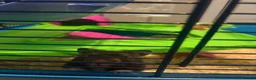 Hamster rodents for sale: Male Syrian hamster - Advert 4