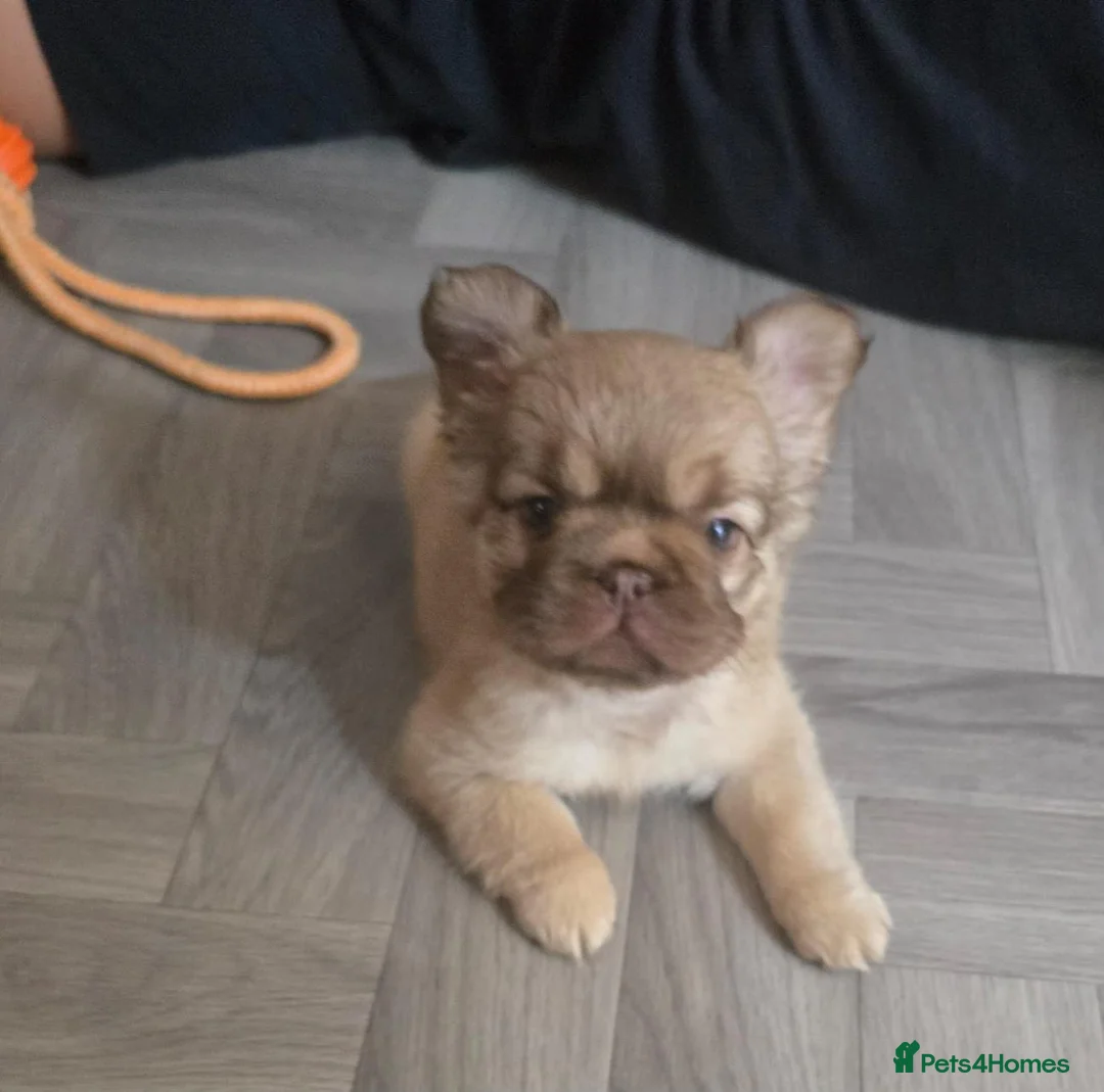 French Bulldog dogs for sale: Beautiful Fluffy French Bulldog 💕 - Advert 2