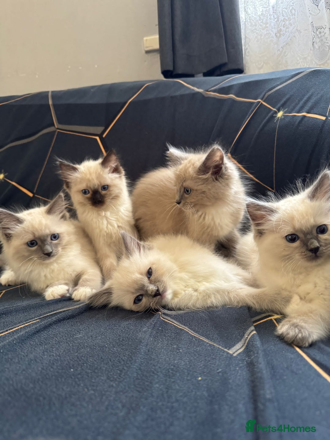Ragdoll cats for sale: I've got some adorable Ragdoll kittens 😻🥰🐾 - Image 1