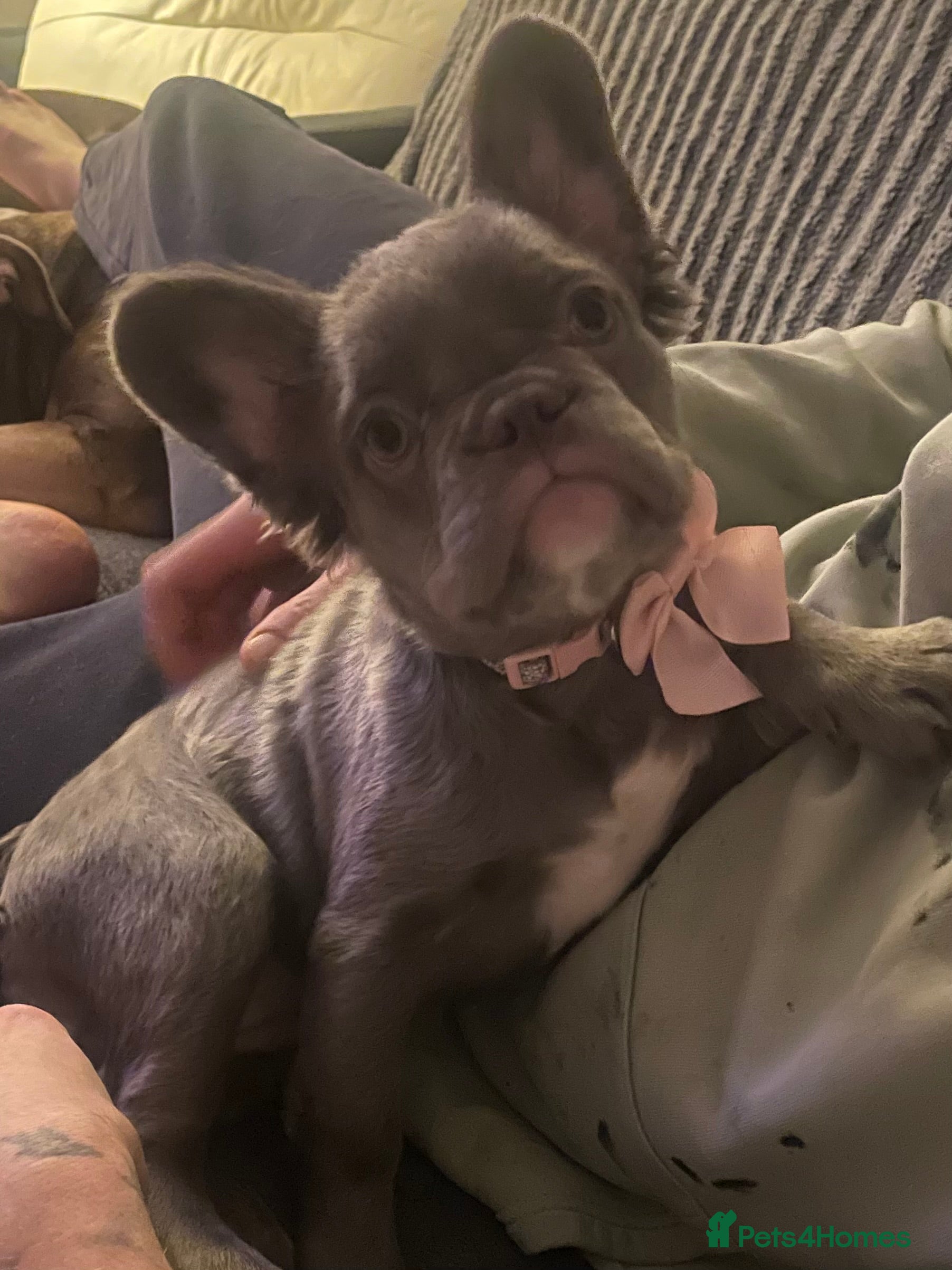 French Bulldog dogs 🩷FLUFFY FRENCHIE. 🩷 - Advert 2