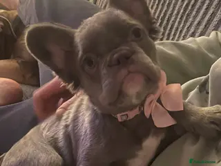 French Bulldog dogs 🩷FLUFFY FRENCHIE. 🩷 - Advert 2