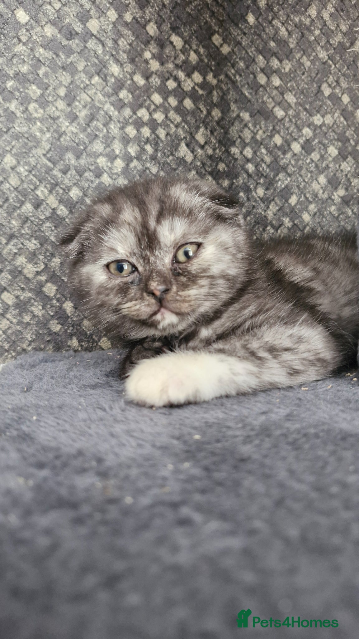 Scottish Fold cats Scottish Fold Kittens READY FOR NEW HOMES  - Advert 6