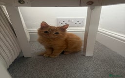 Domestic Shorthair cats for sale: Male ginger kitten - Image 2