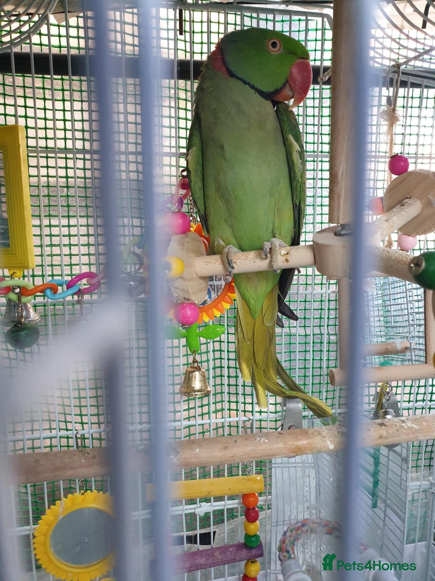Budgerigars birds Alexandrine Young Male - Advert 10