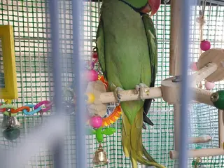 Budgerigars birds Alexandrine Young Male - Advert 10