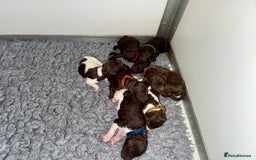 Standard Poodle dogs for sale: KC Standard Poodle Waiting List  - Image 6