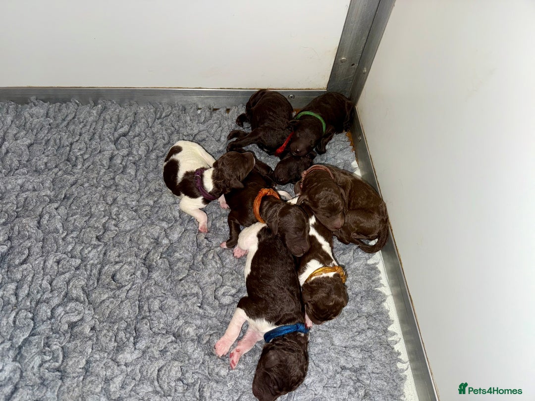 Standard Poodle dogs for sale: KC Standard Poodle Waiting List  - Image 6