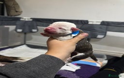 Mixed Breed dogs for sale: American bulldog cross Staffy pups - Image 13