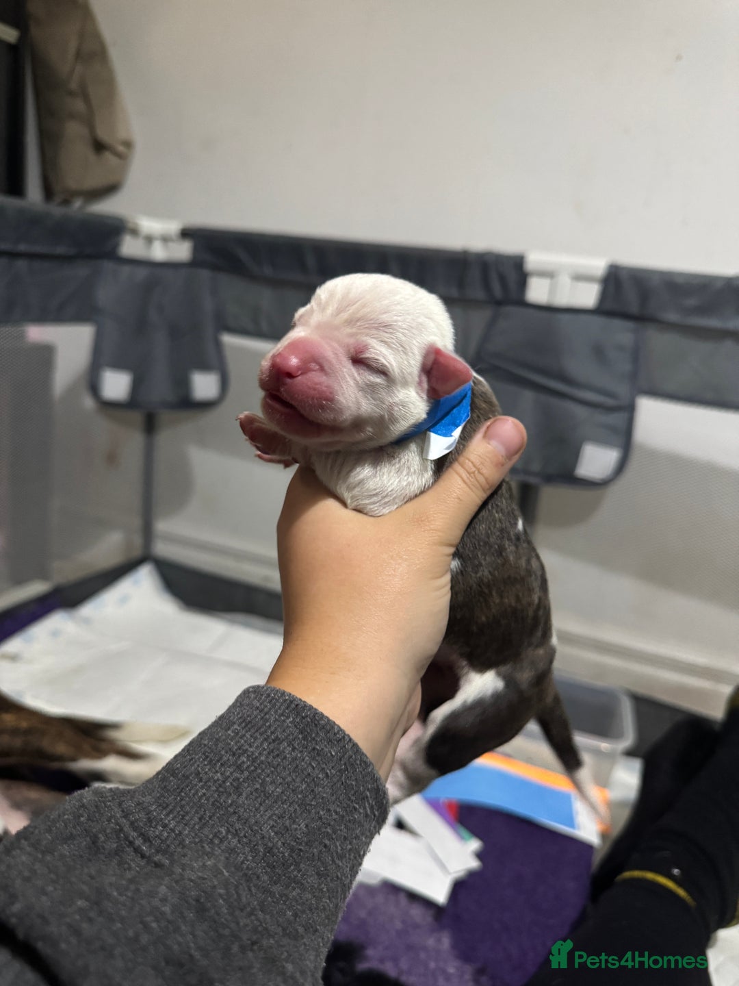 Mixed Breed dogs for sale: American bulldog cross Staffy pups - Image 13