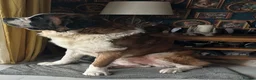 Saint Bernard dogs for stud: Proven Rough coated saint bernard  - Advert 3