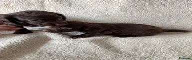Cocker Spaniel 5