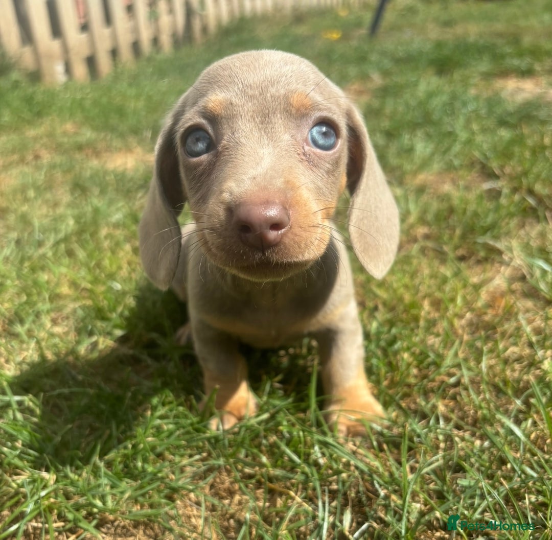 Miniature Dachshund dogs for sale: Ready soon! KC Miniature Dachshund Puppies  - Image 4