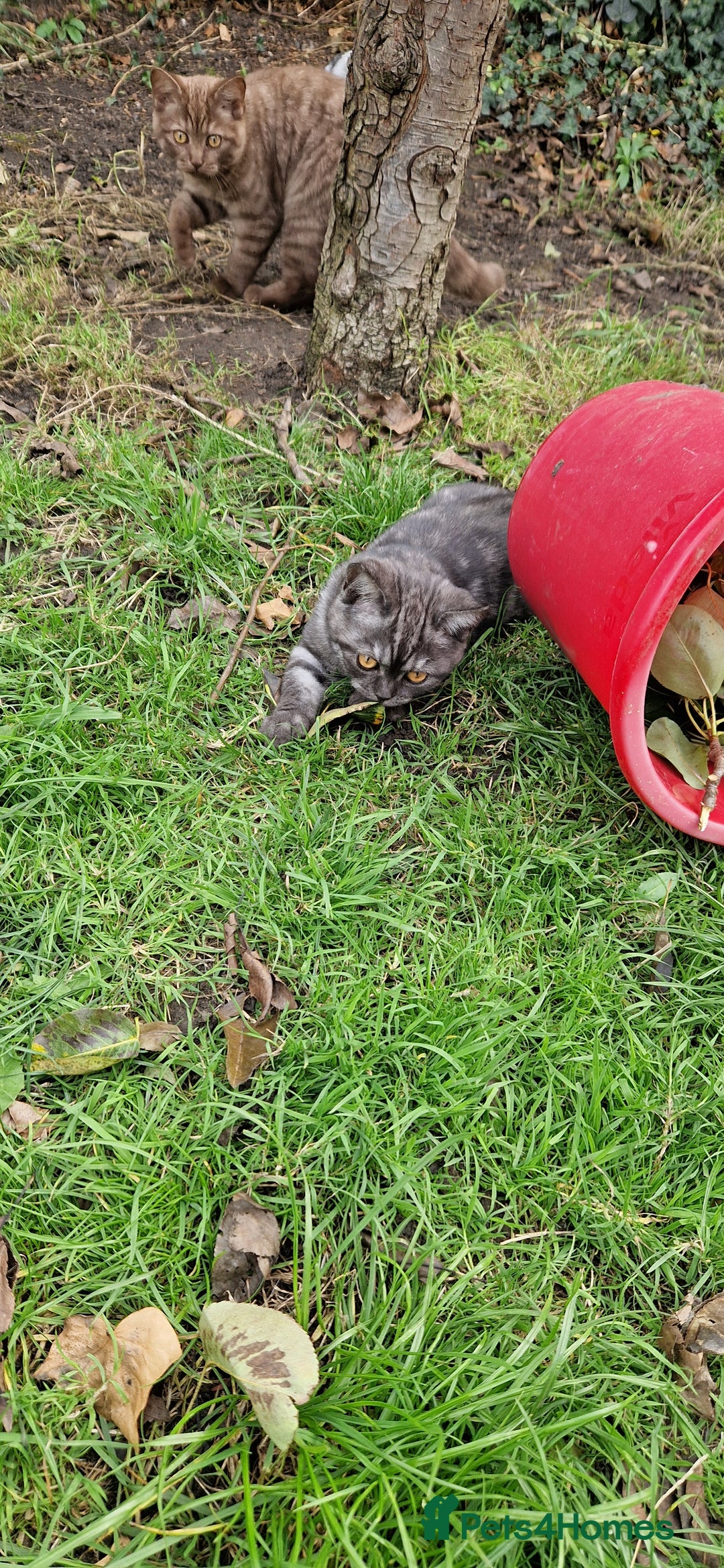 British Shorthair cats for sale: Lovely  British short hair kittens  - Image 21