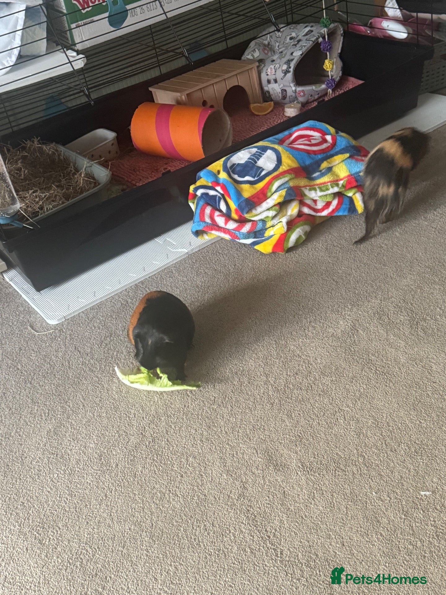 Guinea Pig rodents 2 FEMALE Guinea Pigs MUST BE REHOMED TOGETHER  - Advert 1