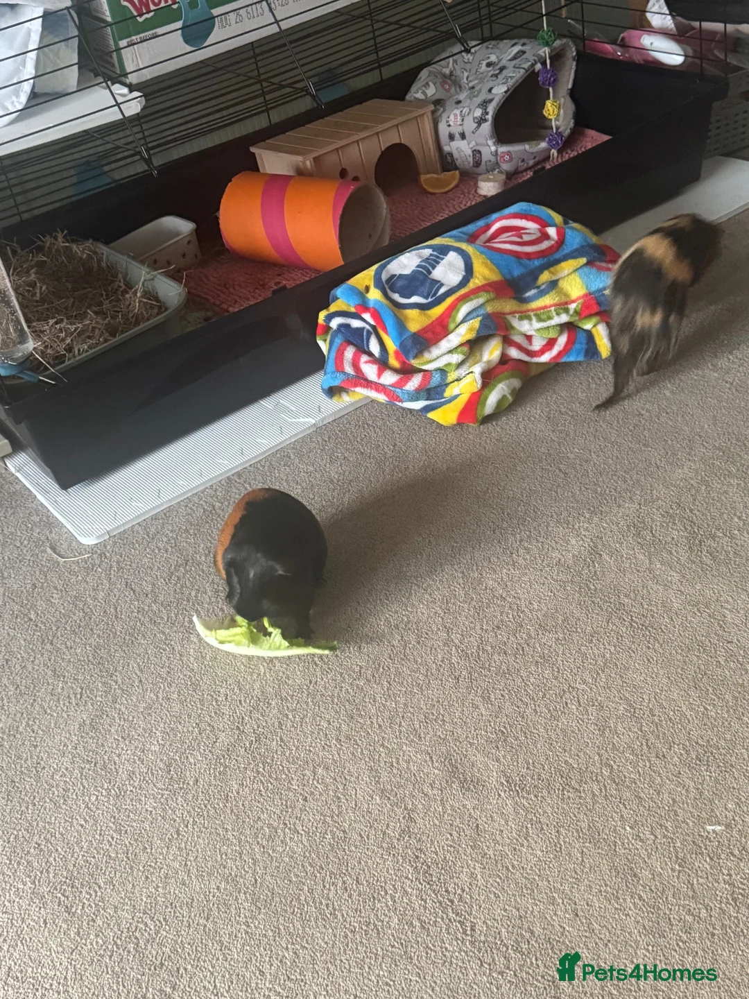 Guinea Pig rodents for sale: 2 FEMALE Guinea Pigs MUST BE REHOMED TOGETHER  - Advert 1
