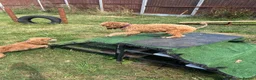 Miniature Poodle dogs for sale: Miniature poodle - Advert 6