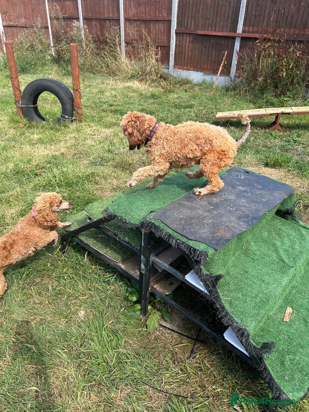 Miniature Poodle dogs for sale: Miniature poodle - Advert 6