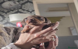 Miniature Dachshund dogs for sale: Miniature dachshunds  - Image 7