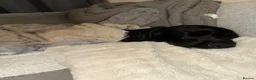 Mixed Breed dogs for sale: German shepherd / springer mix in Thornton-Cleveleys - Advert 3