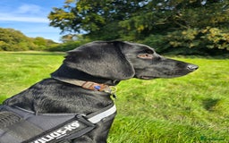 Springador dogs for sale: Happy, well behaved black Springador  - Image 6