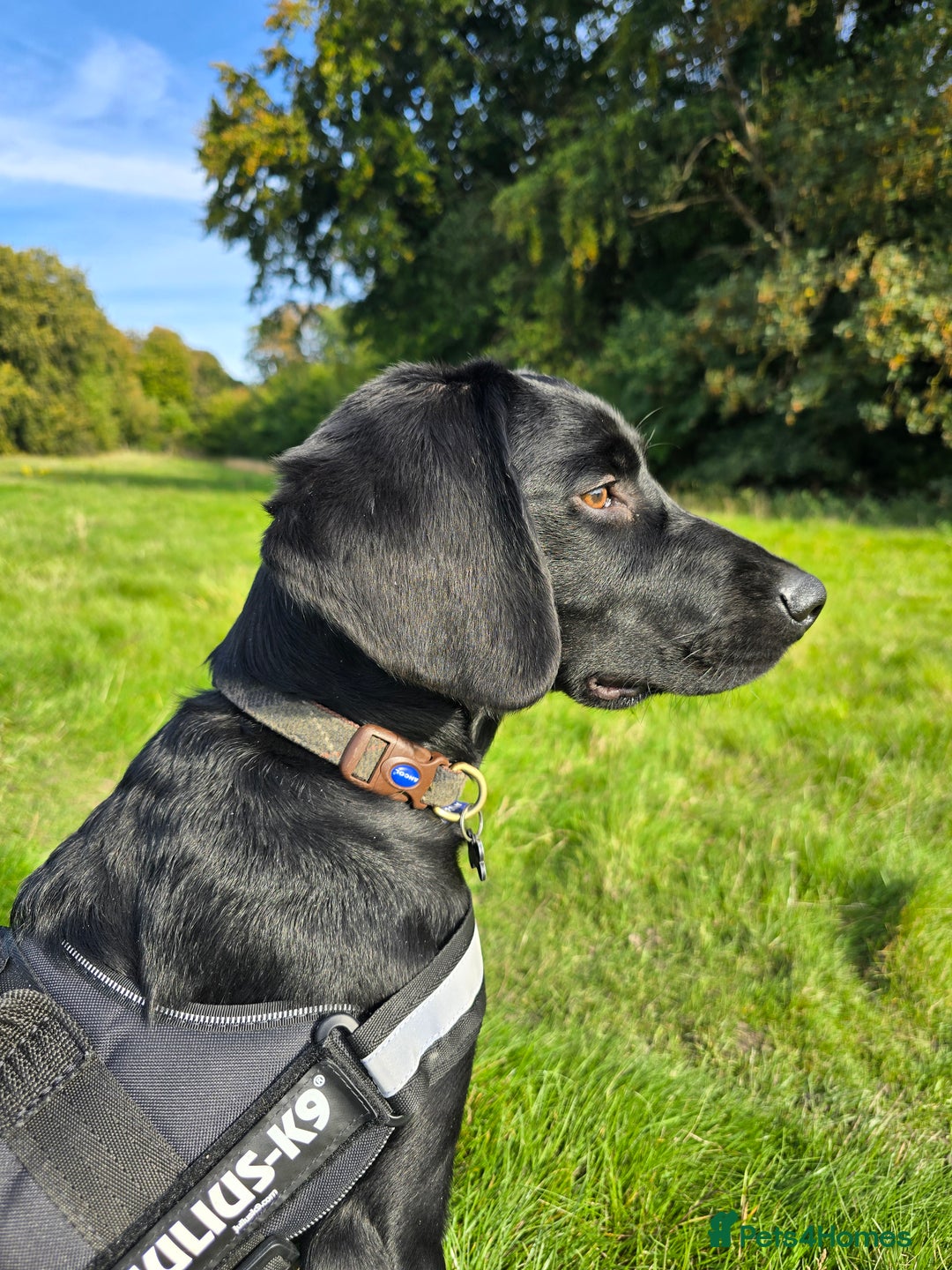 Springador dogs for sale: Happy, well behaved black Springador  - Image 6