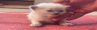 Ragdoll 2