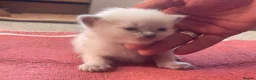 Ragdoll cats for sale: Ragdoll kittens GCCF - Advert 22