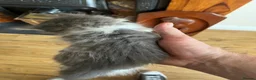 Persian cats for sale: Beautiful Persian Kittens Ready for Forever Homes - Advert 31
