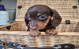 Miniature Dachshund dogs for sale: Miniature dachshund  - Image 1