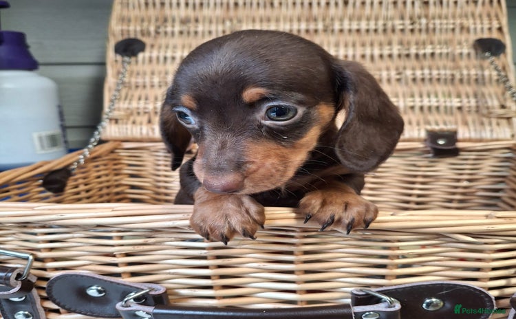 Miniature Dachshund dogs - Advert 14