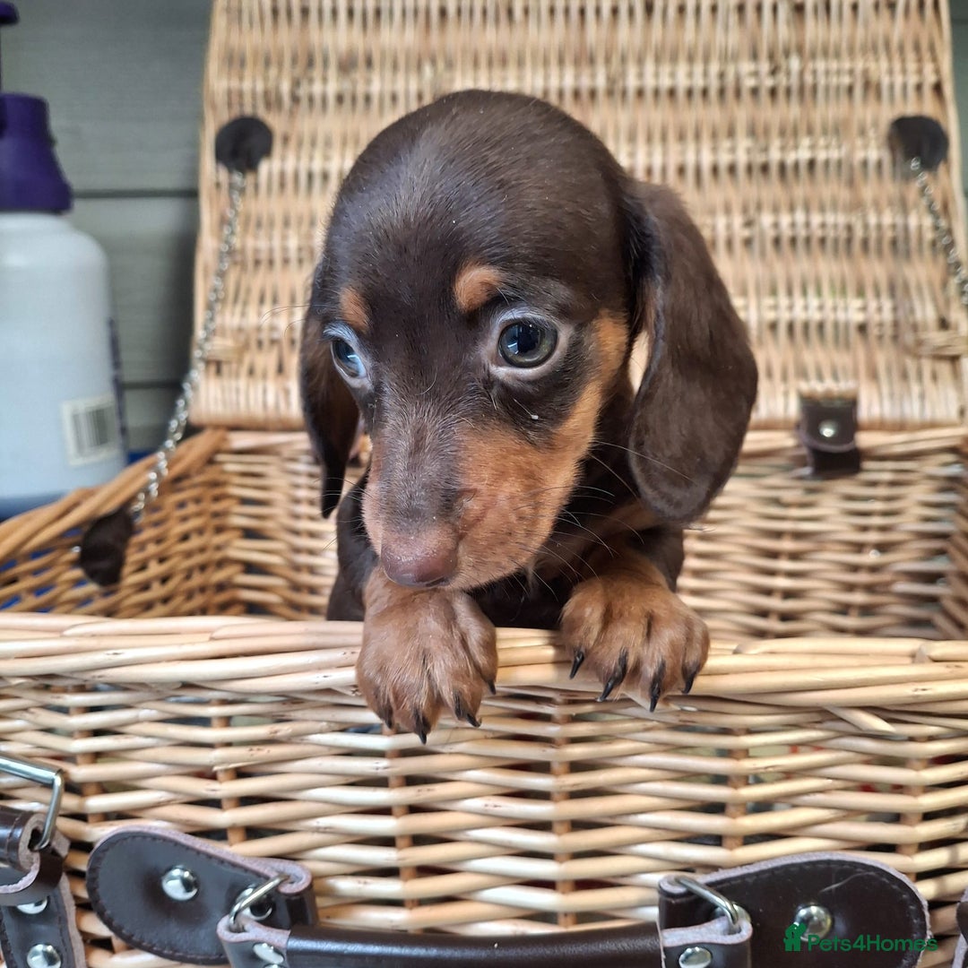 Miniature Dachshund dogs for sale: Miniature dachshund  - Image 1