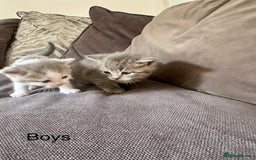 British Shorthair cats for sale: British shorthair cross - Image 16