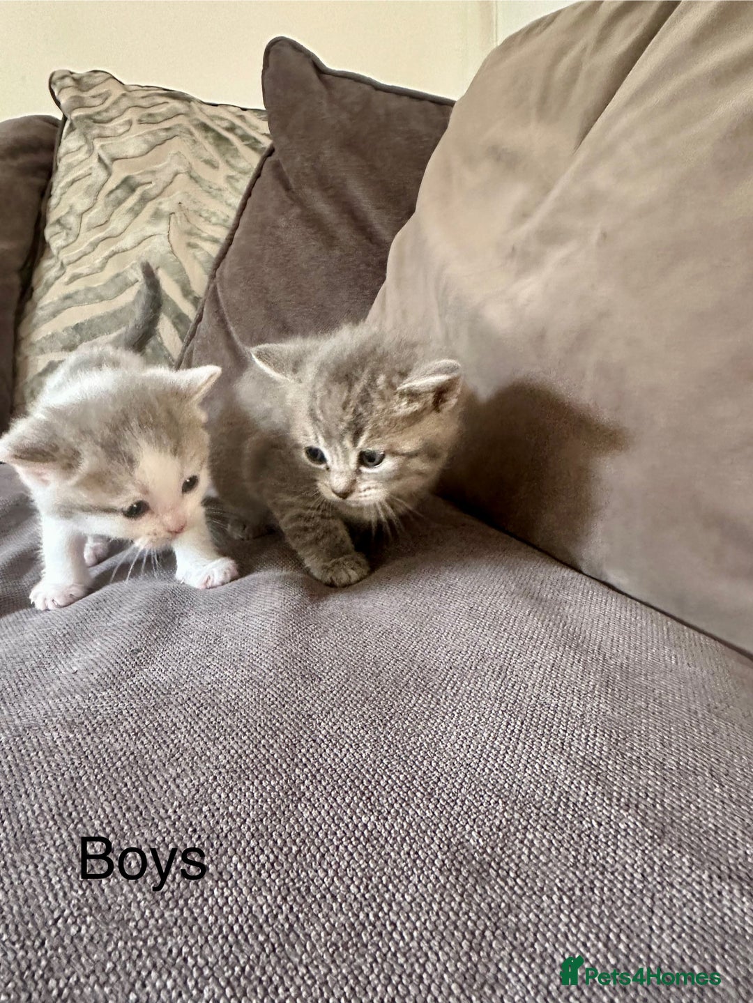 British Shorthair cats for sale: British shorthair cross - Image 16